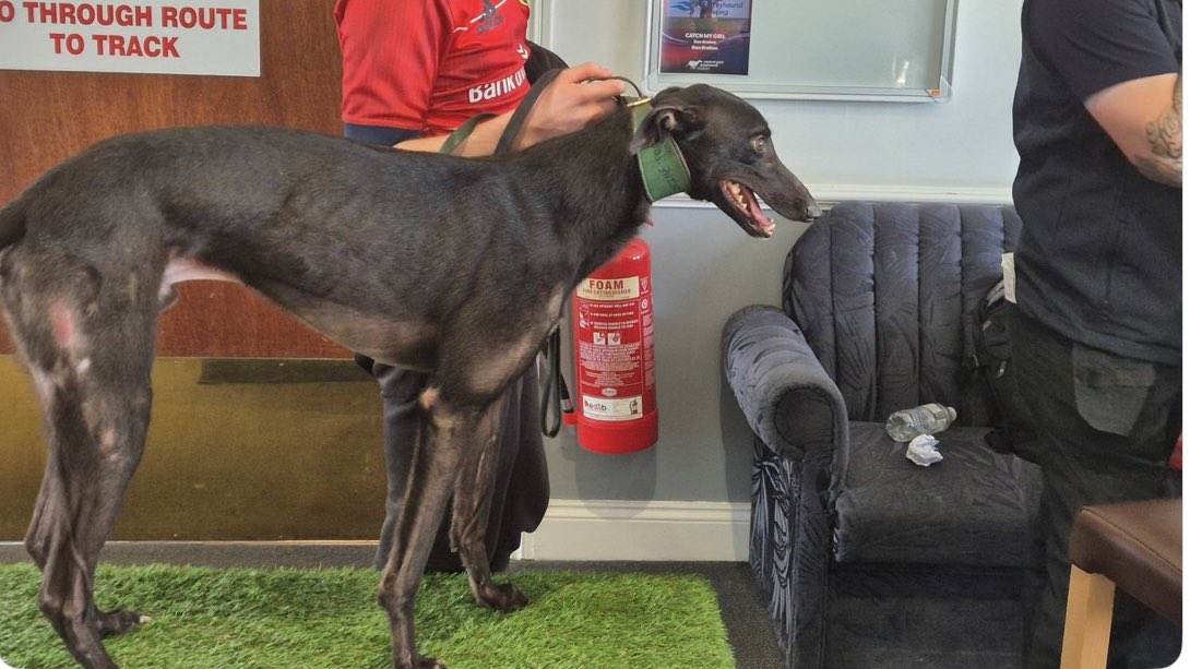 Jura_Harris's tweet image. This poor boy is 22 months old Another Solution and he was imported from Ireland for the auction at Central Park yesterday. Owner/breeder Matthew Ryan, Tipperary. A dreadful journey for the dogs locked in cages for hours on end for a journey by road &amp;amp; sea. @APHAgovuk