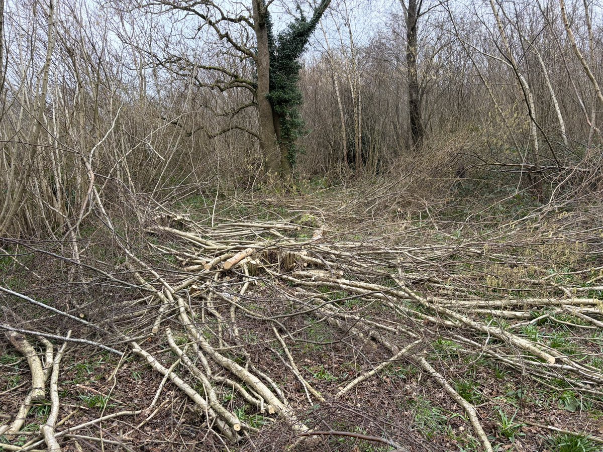 NoningtonFarms's tweet image. Battling with hazel in the woods #Coppicing clearing the hazel in order to plant longer terms species into the wood(Oak &amp;amp; Beech) &amp;amp; at the same time allow the bluebells to thrive #Biodiversity #Carbon The Hazel is used for  hedge laying binds &amp;amp; stakes on the farm