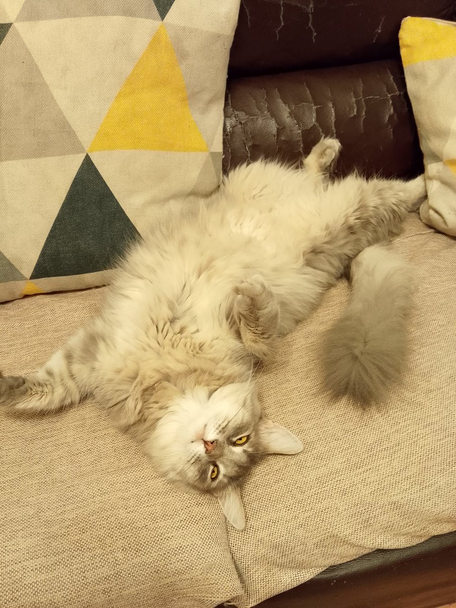 La veo estresada 😸