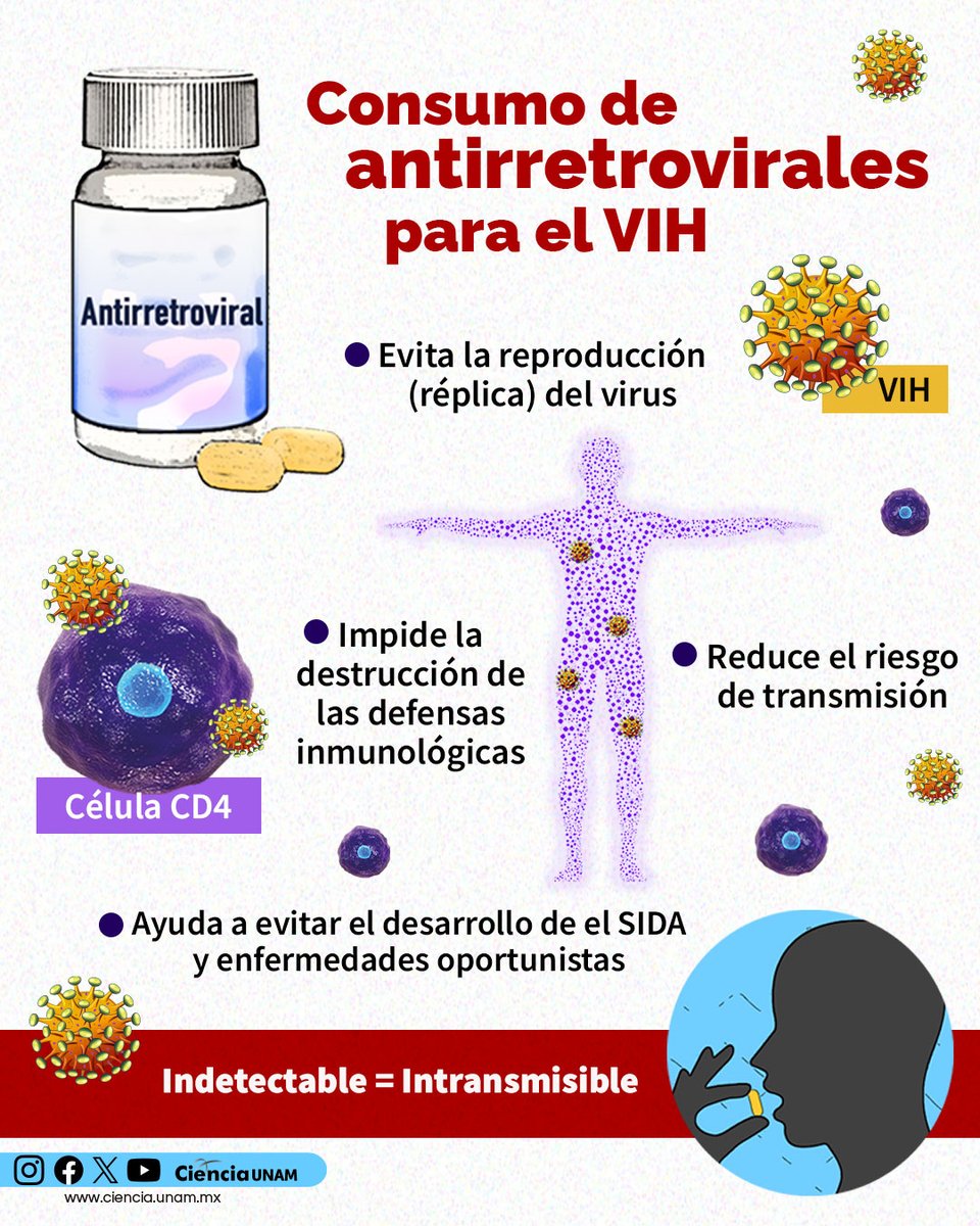 Los antirretrovirales evitan la reproducción del VIH, reducen el riesgo de transmisión y ayudan a prevenir el desarrollo del sida.
Infografía de <a href="/Ciencia_UNAM/">Ciencia UNAM</a> 👇.