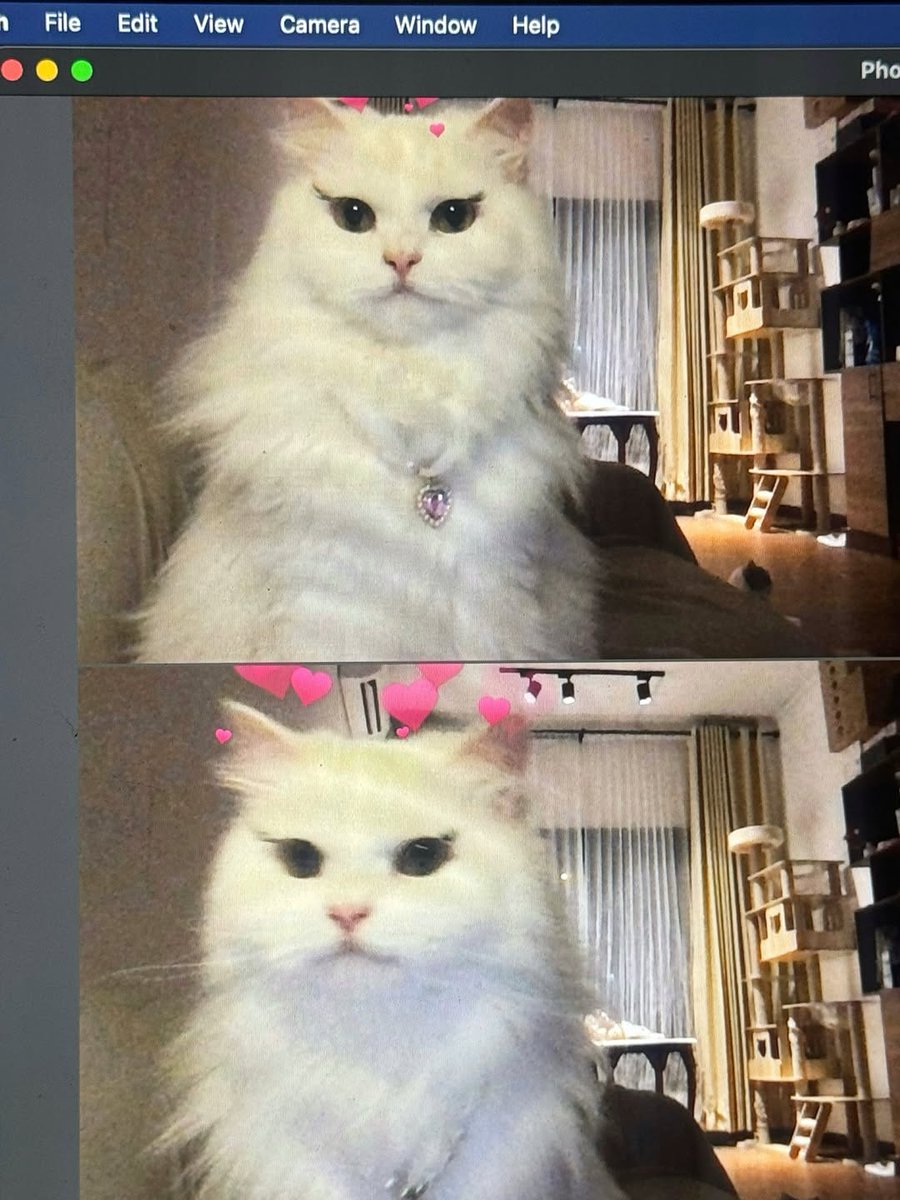 Miaw tweet media
