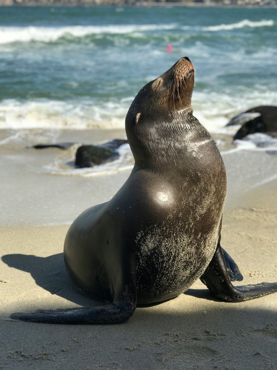 OceanProtectionLeague tweet media