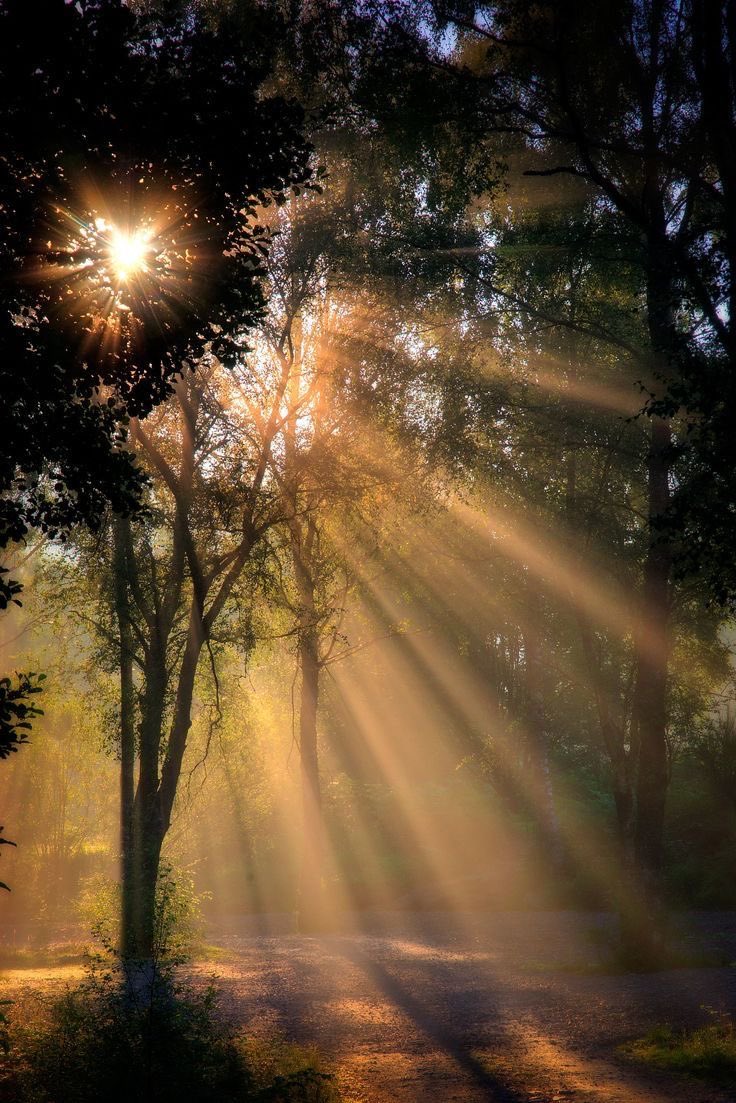 seraphicxc's tweet photo. Light finds its way https://t.co/QLOItXgc8G
