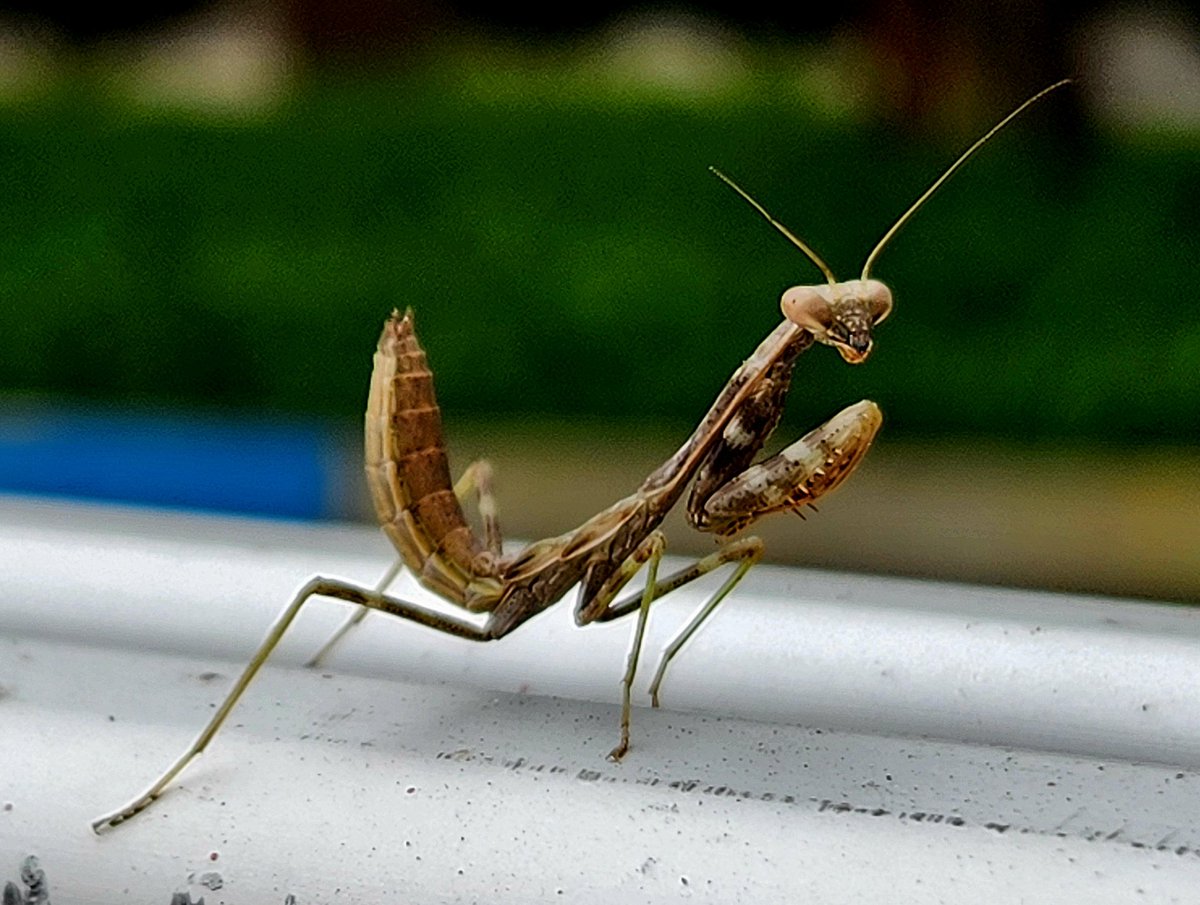 NFT Rescue Foundation Inc. tweet media