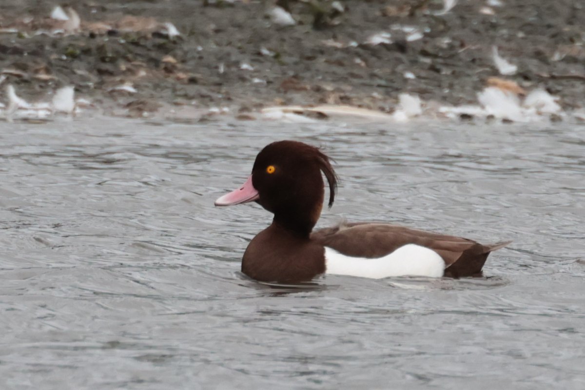 Christopher Teague tweet media