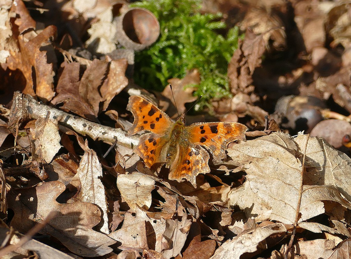 dave brown tweet media