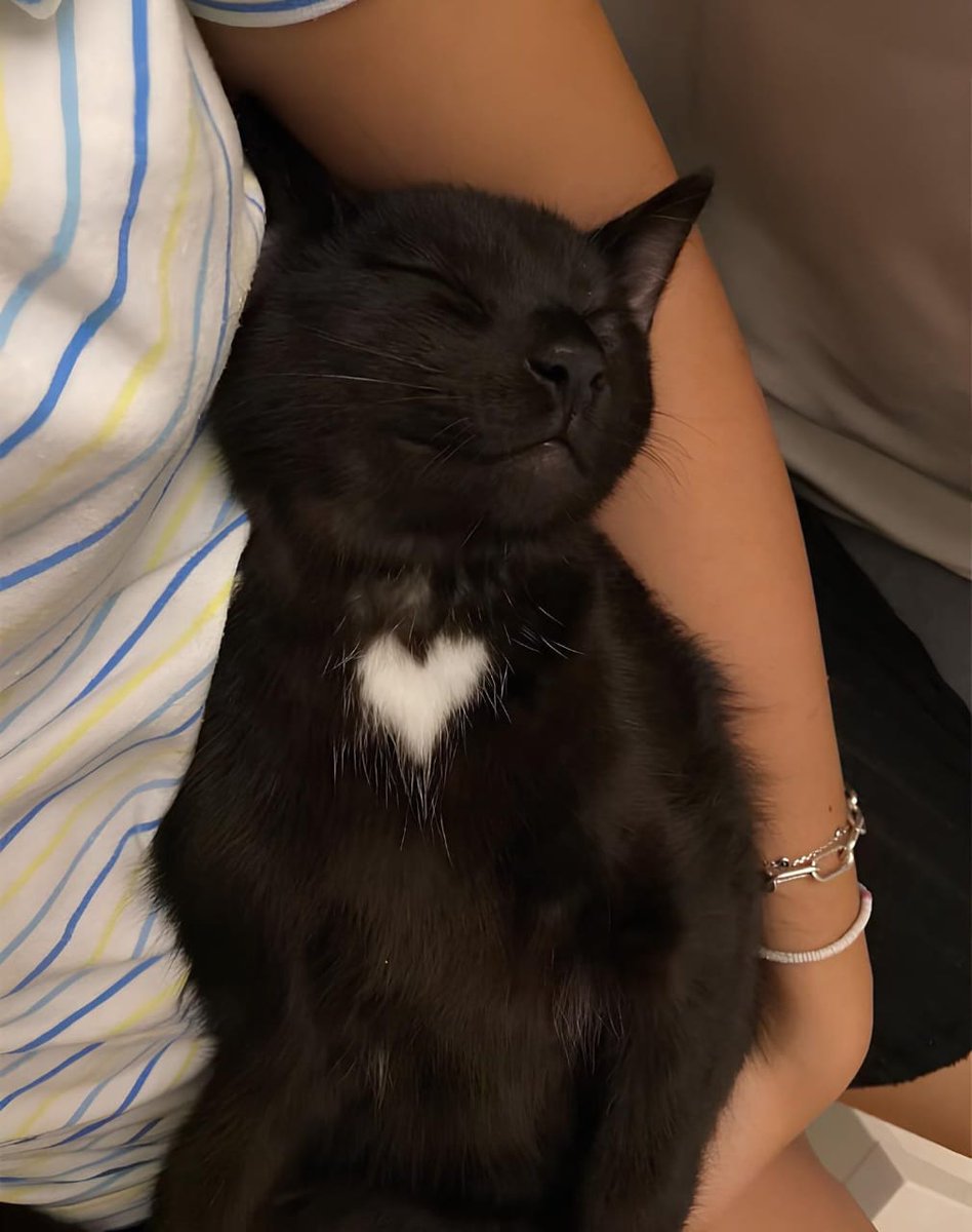 The Pets 𝕏 tweet media