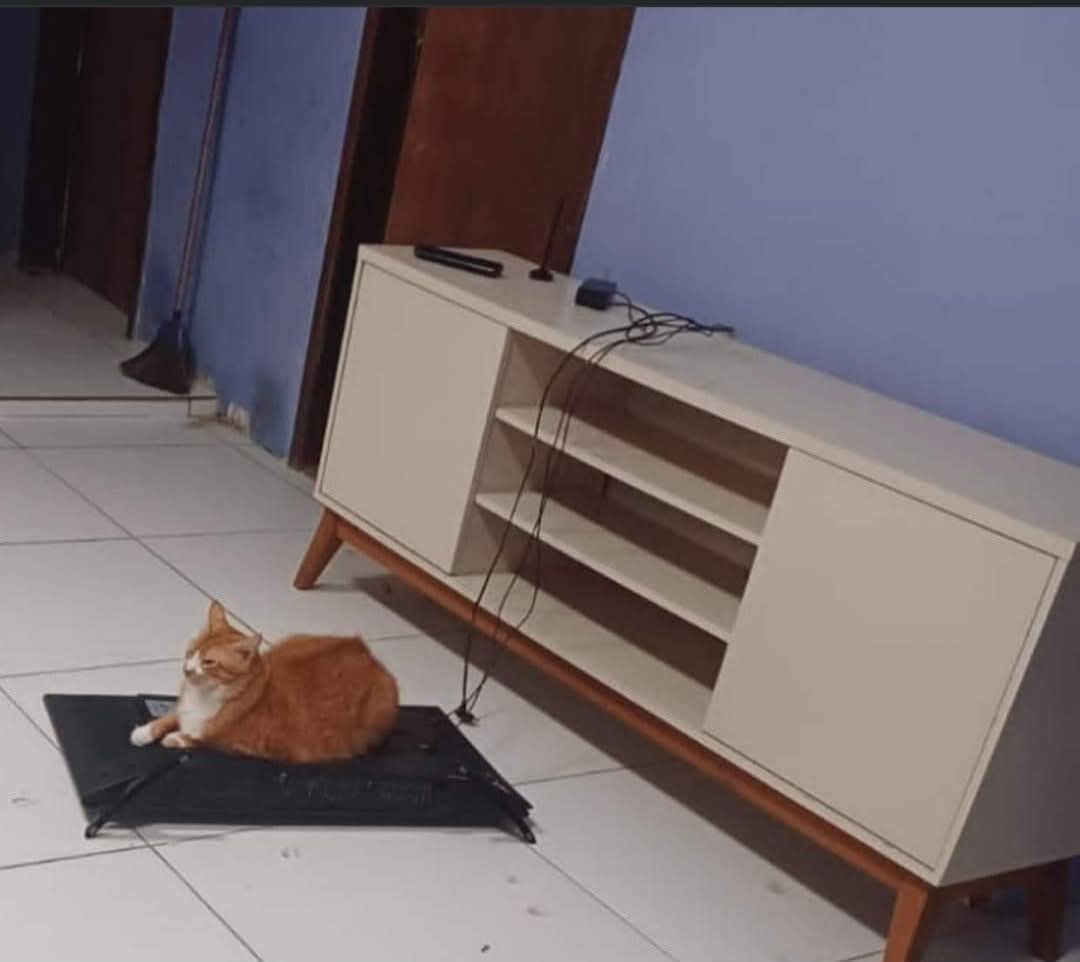 "Hoy será un buen día"
Mi gato en la casa: