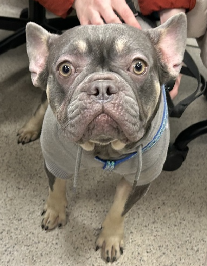 NMBewitched's tweet image. It is #CarpeDiemDay 
#SeizetheDay 

I am hoping you choose to #Adopt 
Pick a shelter, a local #Rescue 

Meet Axel😍😇🥰
nycacc.app/#/browse/248230 
#AdoptMe 

29.2lbs of fun 
This #PuppyLove wishes to be safe in a good home where he can share his opinion🤭