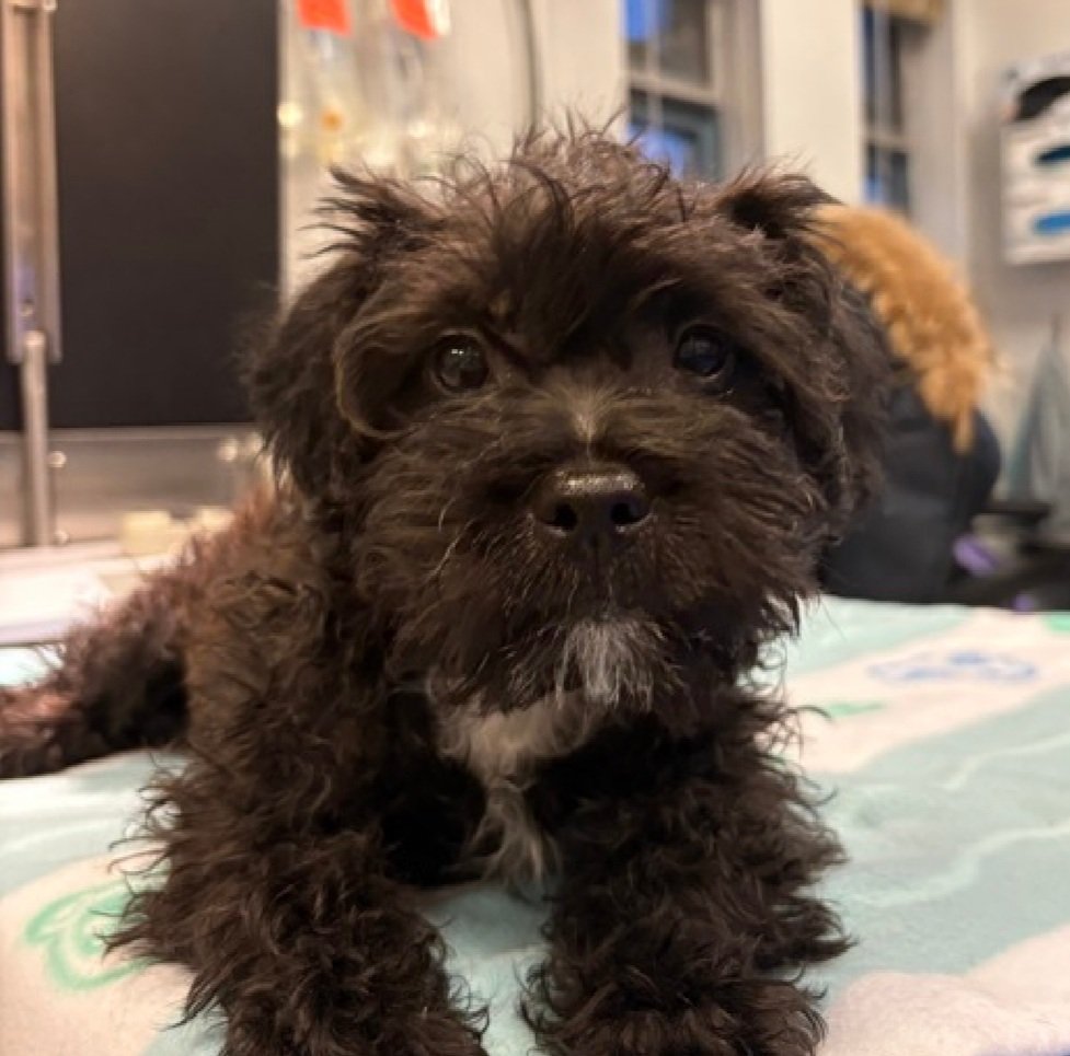 nyc_lilpaws2025's tweet image. This is Odessa 248290
She is only 3 months old, weighs 7.9 lbs. 
She has been at #NYCACC 3 days
Puppies do not have good immunity, she needs out ASAP!
#NationalSmallDogDay 
Let's find her furever home!
nycacc.app/browse/248290
#Pledge4Rescue #foster #adopt