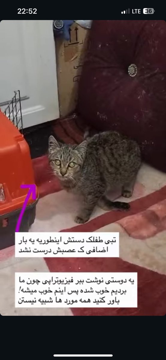 پرى كوچك غمگين tweet media