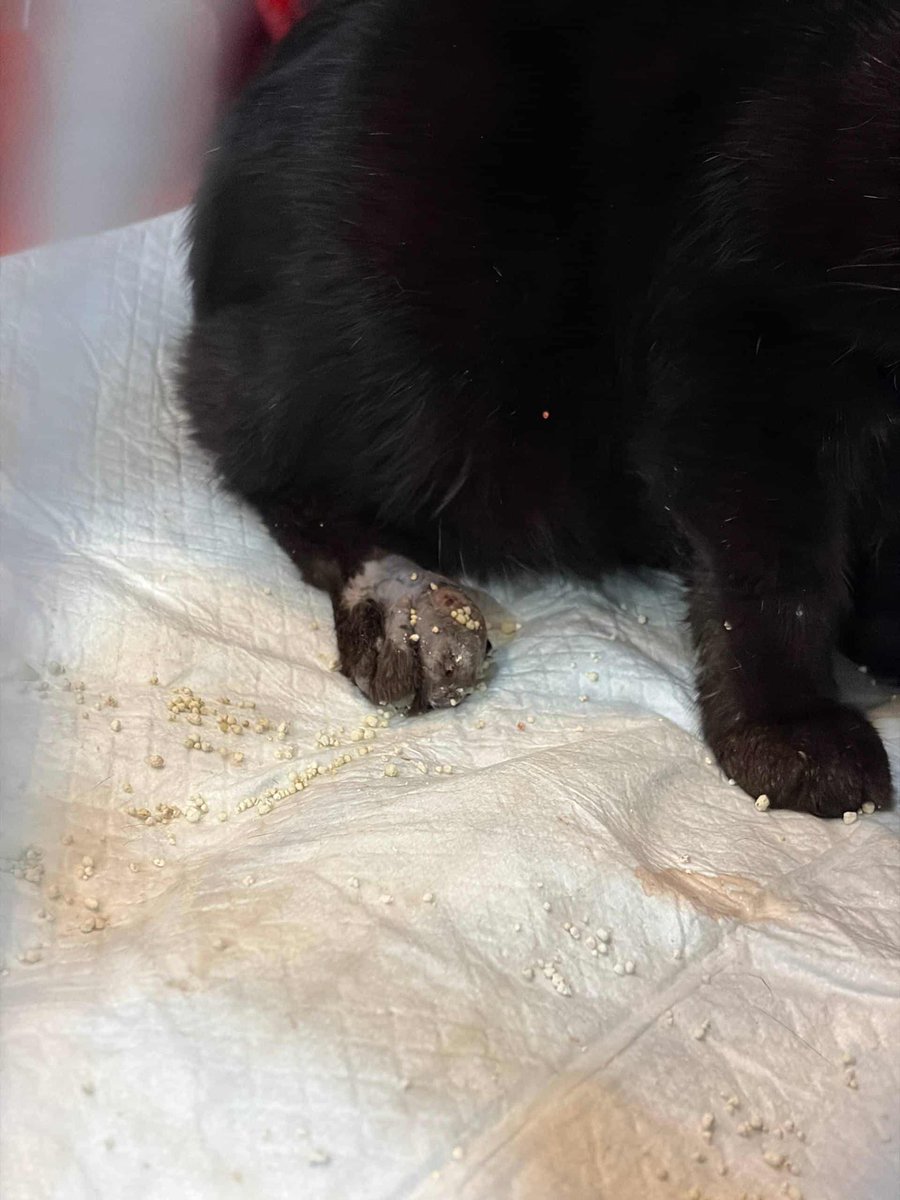 پرى كوچك غمگين tweet media