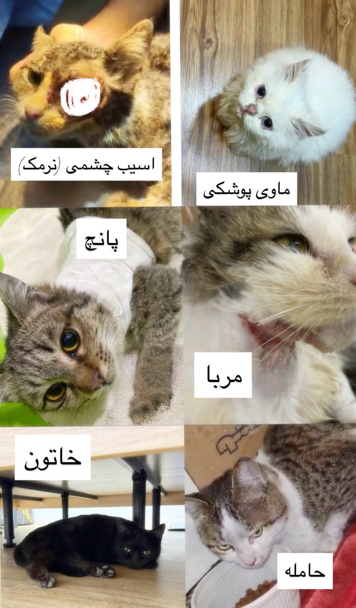 پرى كوچك غمگين tweet media