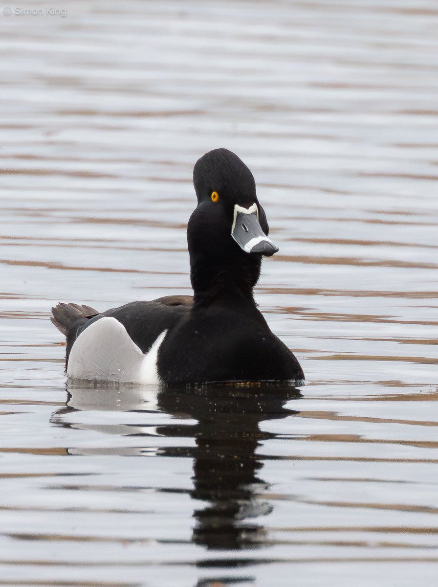 Simon King tweet media