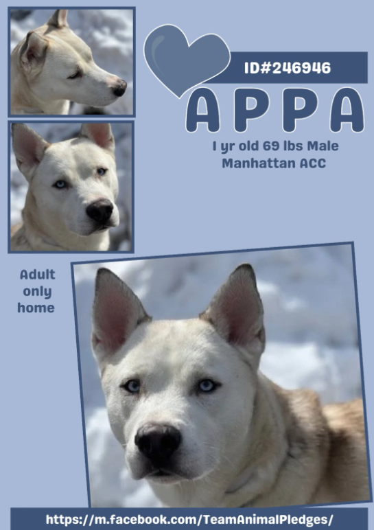 NMBewitched's tweet image. It is #CarpeDiemDay 
#SeizetheDay 

I believe it is time to #Adopt 

Meet Appa😇
nycacc.app/#/browse/246946 
#AdoptMe 

Looking for Zen? 
Appa is currently taking applications for a human to share a lifelong bond. 

His interest include: judging, play, long walks/runs