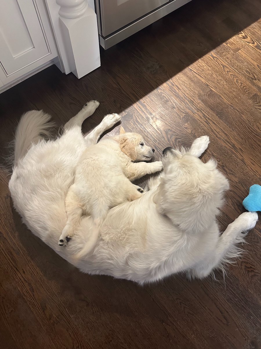 gas station dream girl tweet media