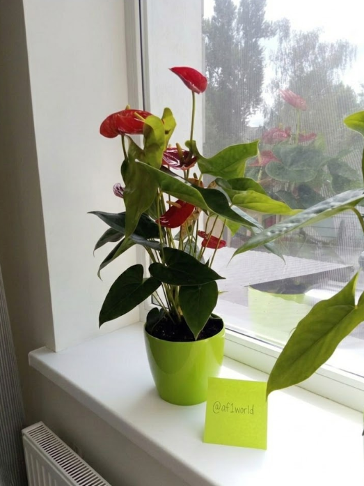 bosko.sol tweet media