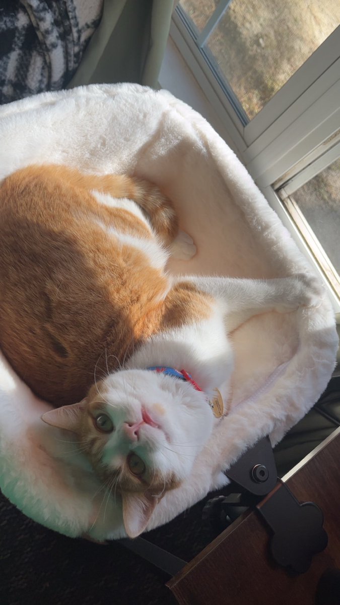 VCSherlu's tweet photo. Things my Bf and I did since Dec 2025-Now:

-Helped bf move in!!!
-Adopted a son together
-Celebrate holidays we didnt get to in person
-Be in each other's skin.....

Anyways, here's our son! His name is Monkey D. Shrimp!! https://t.co/m77h3sSJ21
