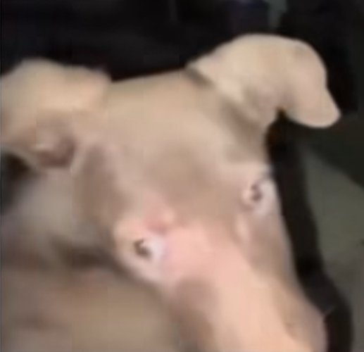 Dyslexic_Fox🦊 tweet media