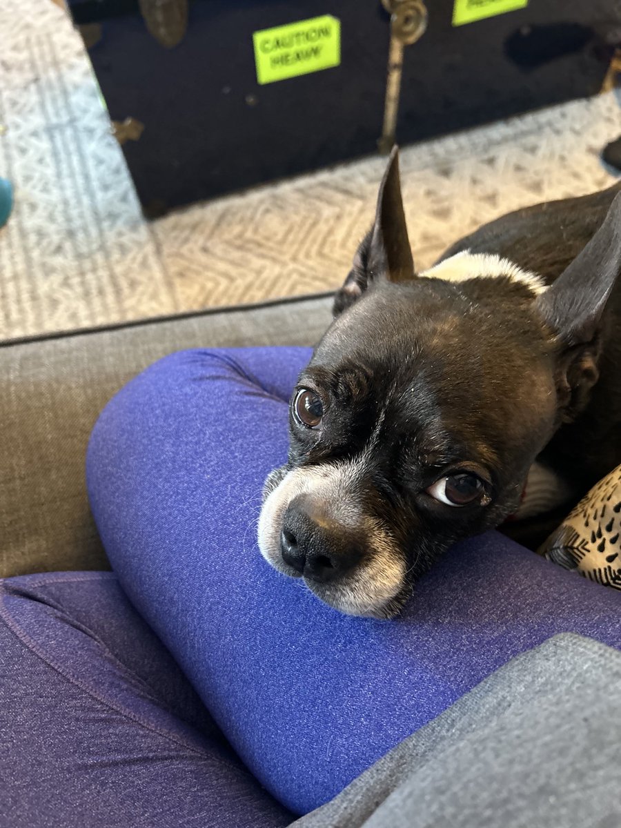 red curtis tweet media