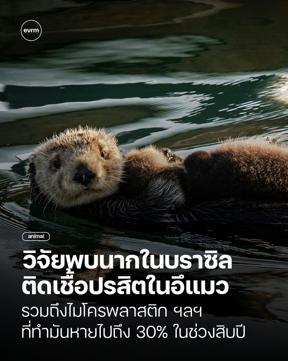 ◉ ANIMAL: นากทะเลไม่มีทำตัวน่ารักกวนโอ๊ยไปวัน ๆ แต่พวกมันสามารชี้วัดสุขภาพของน้ำทะเลได้! และวิจัยที่เฝ้าติดตามพวกมันในชายฝั่งบราซิลตลอด 40 ปีก็เผยเรื่องที่น่าตกใจว่า กว่า 66% ของนากที่เฝ้าติดตามติดเชื้อ Toxoplasma gondii ปรสิตที่อยู่ในอึแมวที่ปนเปื้อนลงสู่ทะเล
.
เป็นเวลากว่า 40