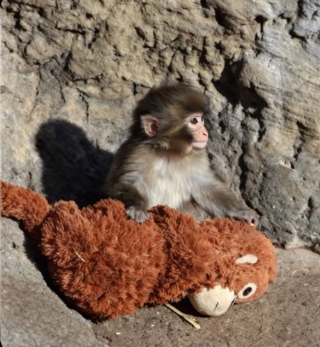 BREAKING –

Little Punch has become an internet sensation 

Google has added a custom animation for him. If you search "Punch the Monkey" on Google, a custom animation appears