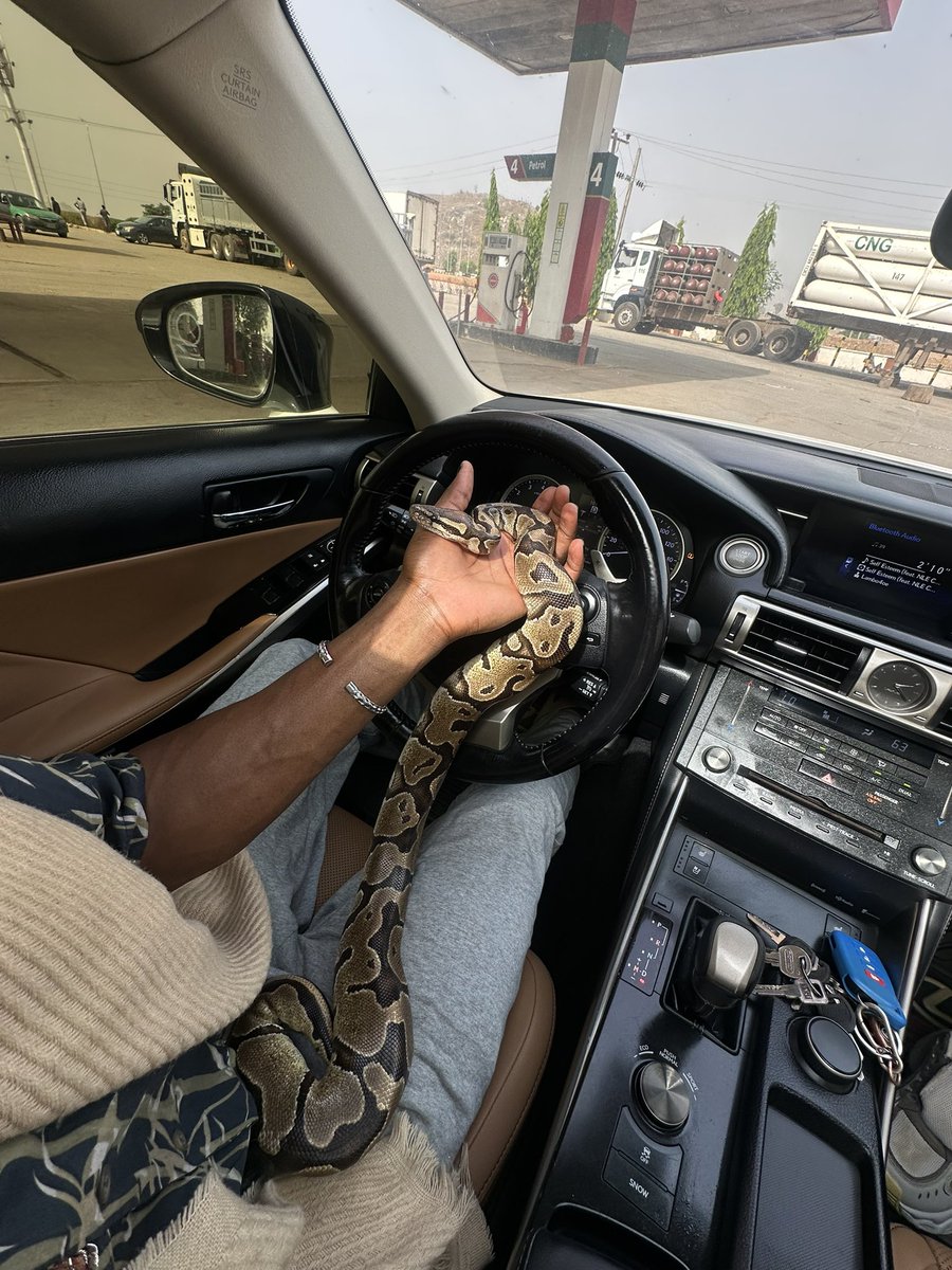 If I insist on giving u a lift and u get to see my pet snake inside the car, would u still accept?