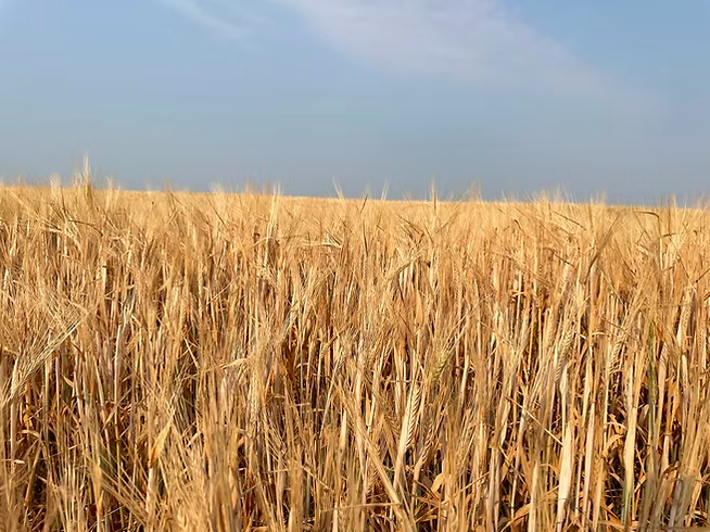 SeedNet Inc. tweet media