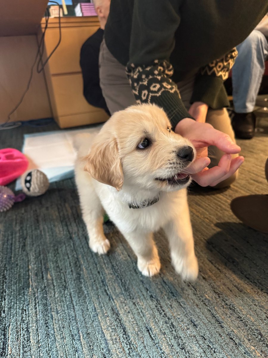 DogsOfKFF tweet media