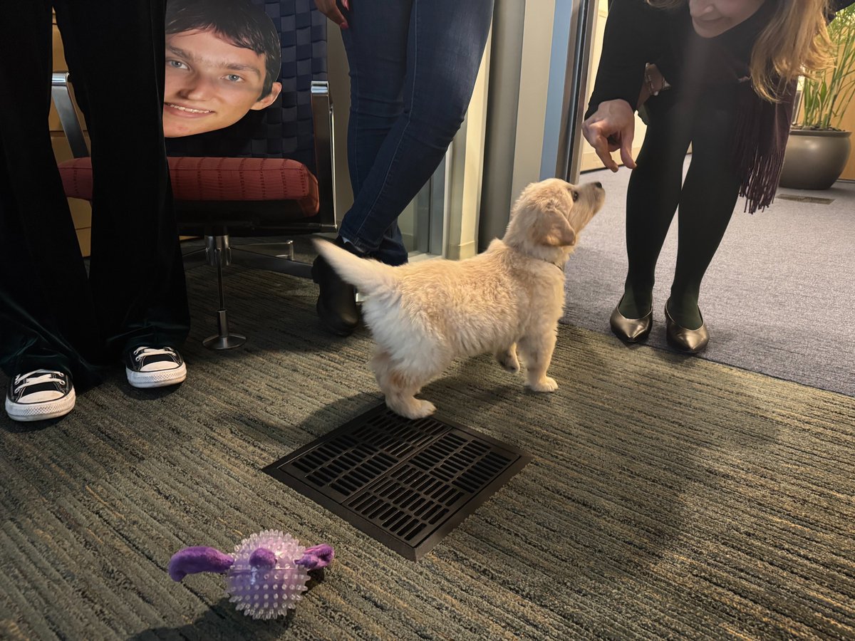 DogsOfKFF tweet media