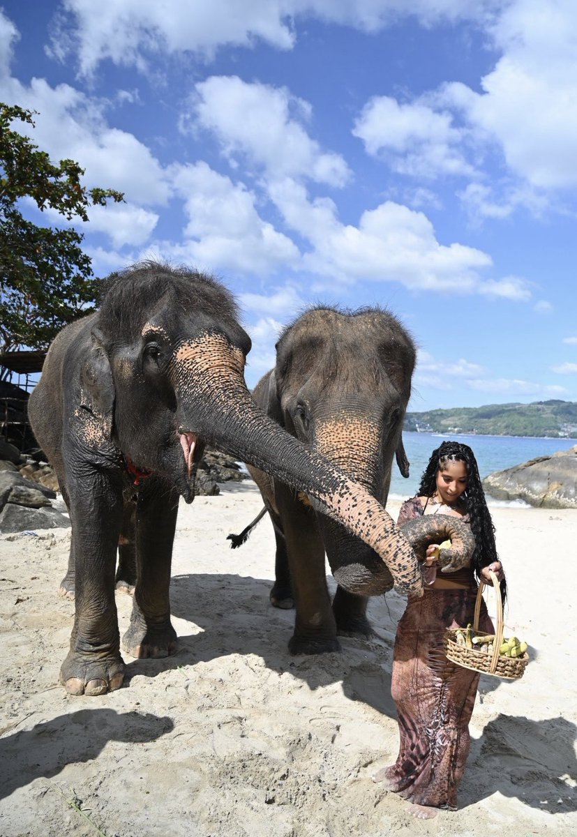 Desana88's tweet photo. 🐘🤍 https://t.co/oT5Qeq4PNW