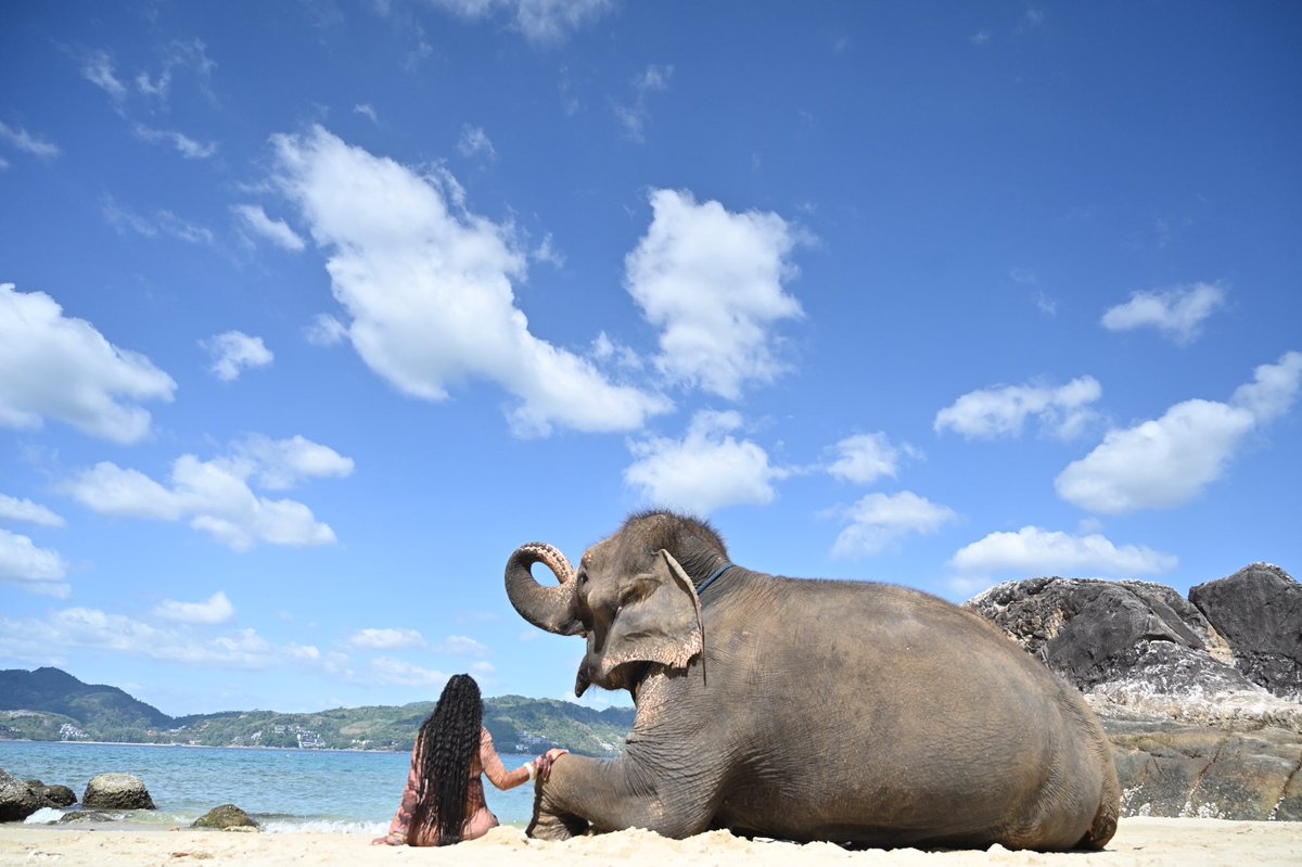 Desana88's tweet photo. 🐘🤍 https://t.co/oT5Qeq4PNW