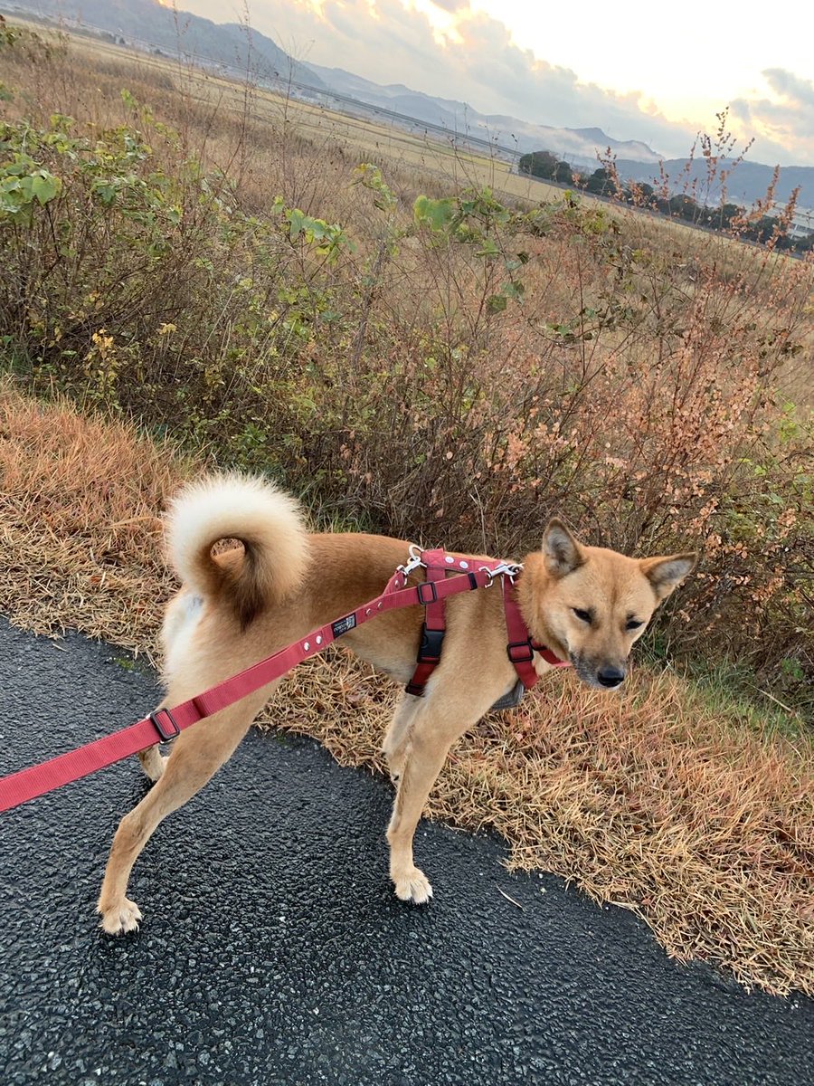 kttfonxmisg's tweet photo. 【迷子犬•拡散希望】

2月26日午後12時頃
山口県山口市吉田で愛犬が逃げてしまいました。

犬種: 雑種
色: 赤
中型犬（12キロ）
名前: 千夜
首輪: 赤色

見かけた方は追わずに場所と時間をお知らせ下さい。

連絡先: 080-3897-6656

 #拡散希望  #迷子犬   #山口県  #山口市吉田 https://t.co/J9YXs6d4Eb