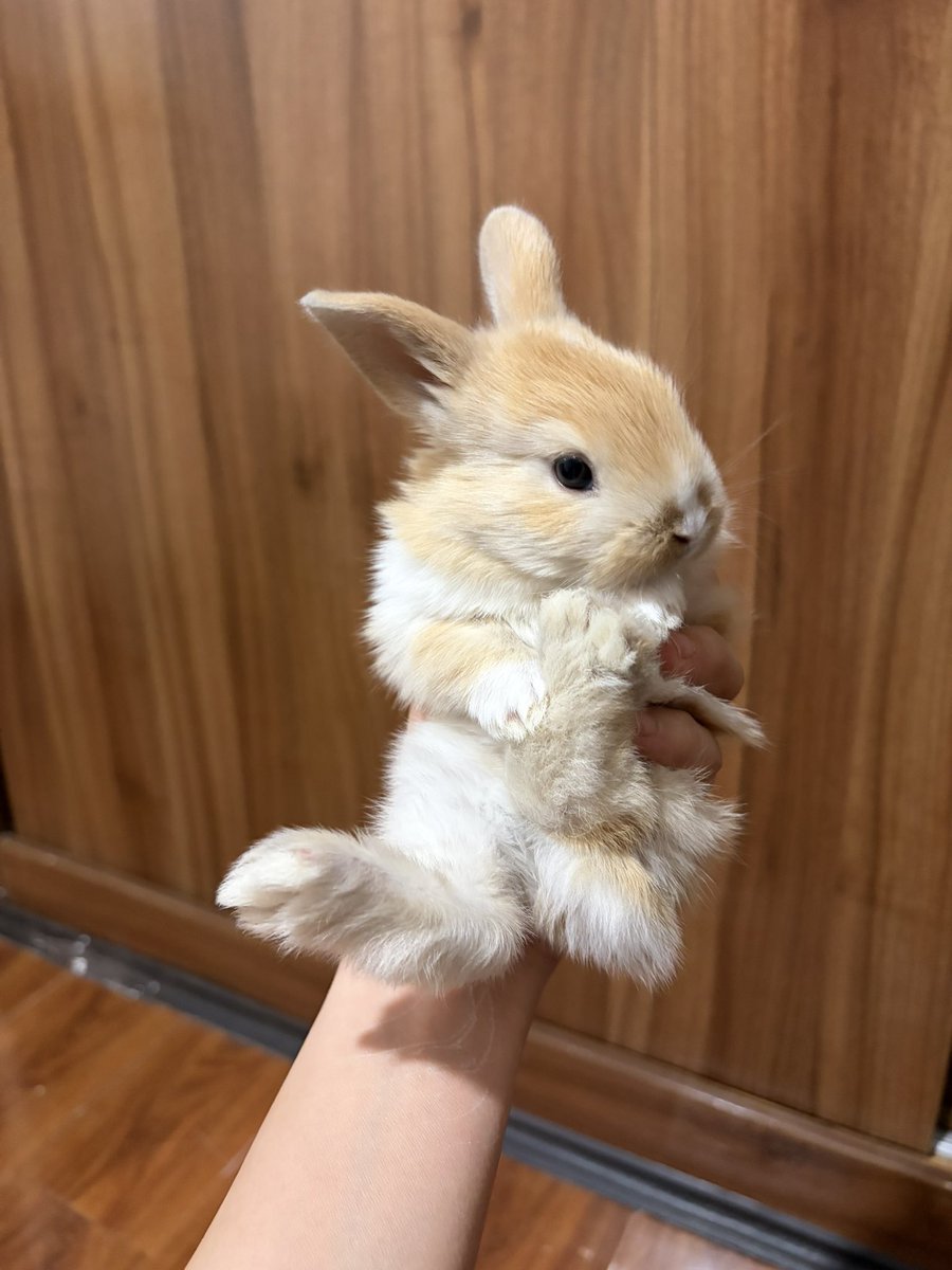 ویدَّبا 🍋 tweet media