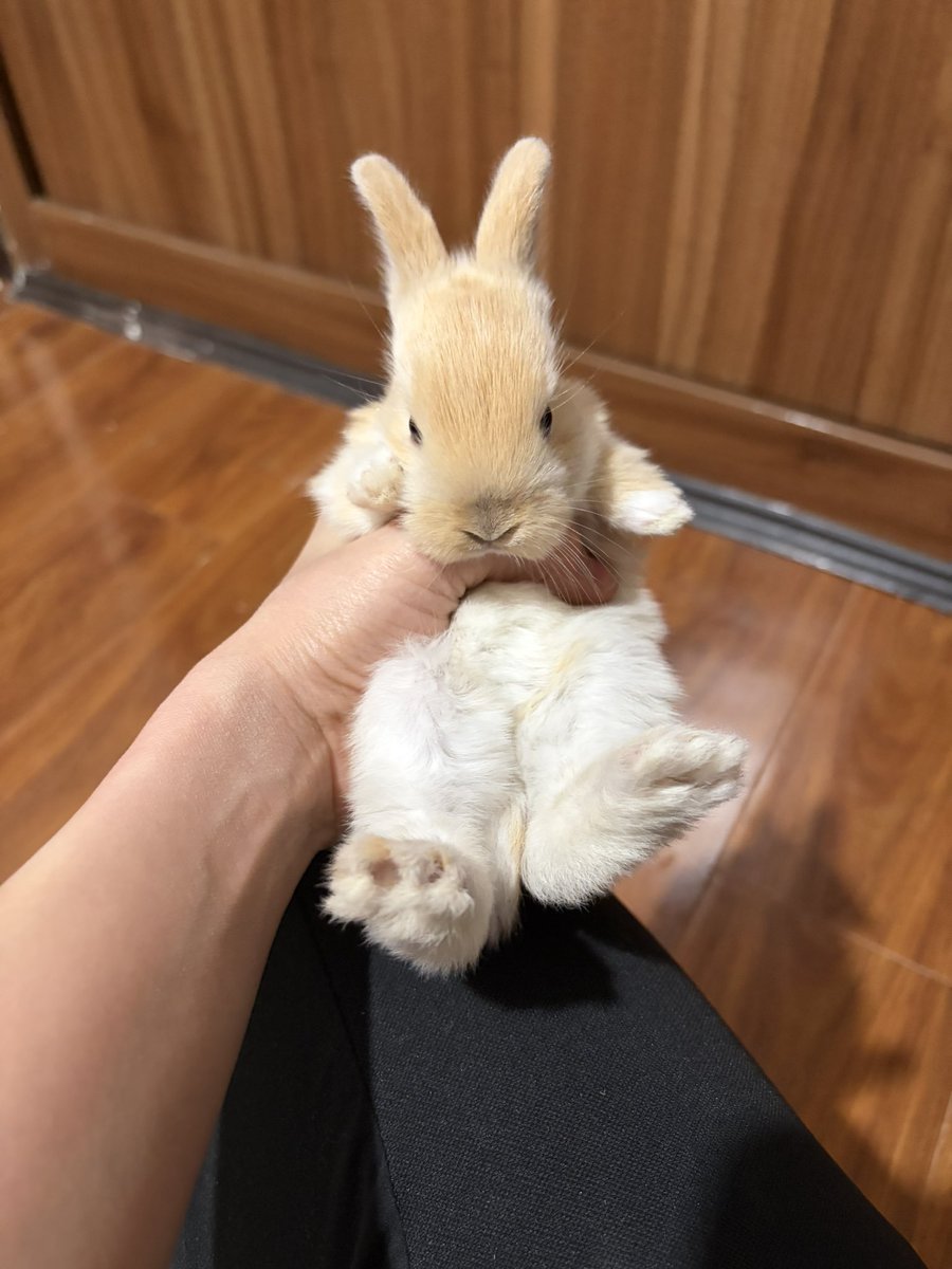 ویدَّبا 🍋 tweet media