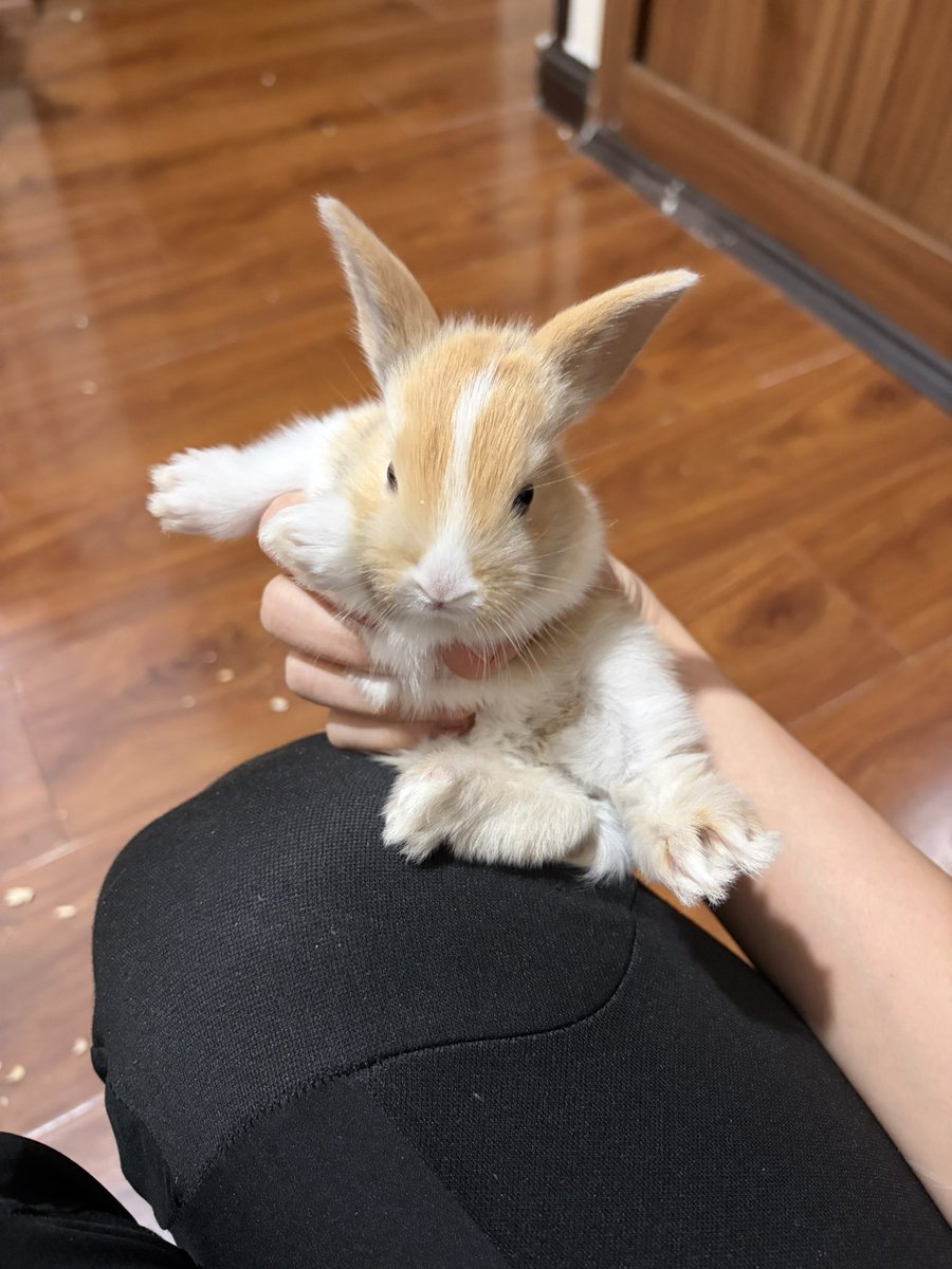 ویدَّبا 🍋 tweet media