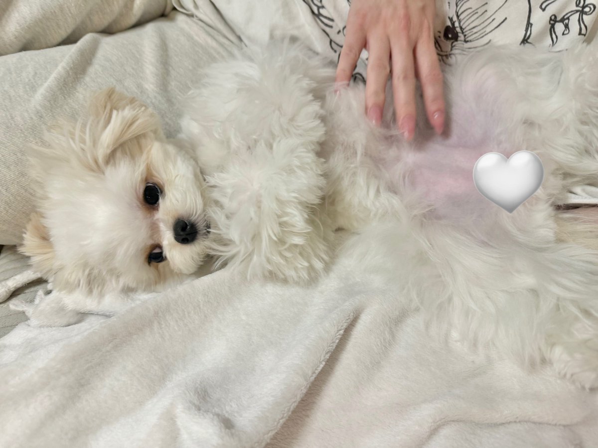 _mochikome_'s tweet photo. 誰にでも甘えんぼもちちゃん https://t.co/ICUo87AXEO