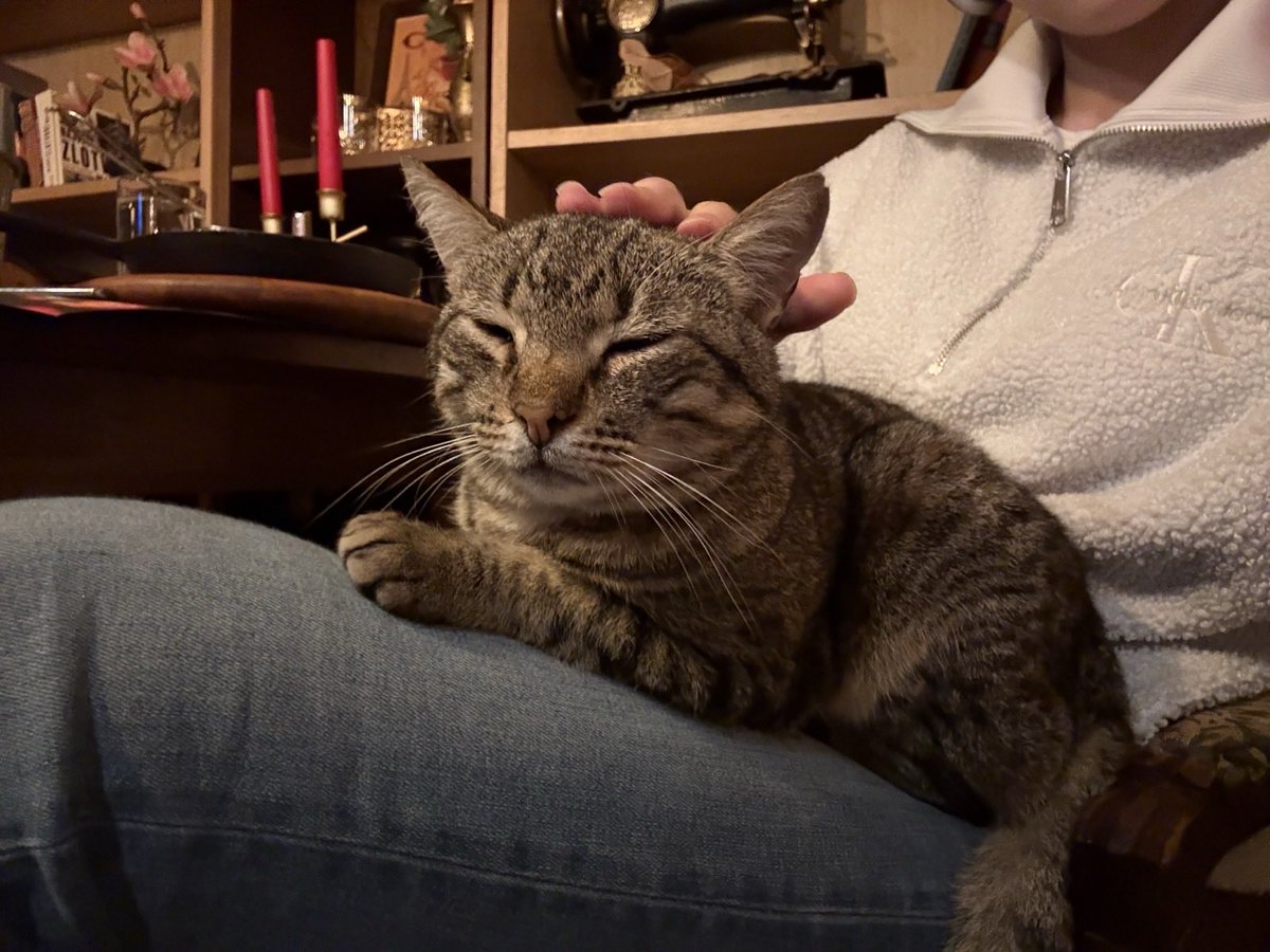 Aleksandar Petrović tweet media