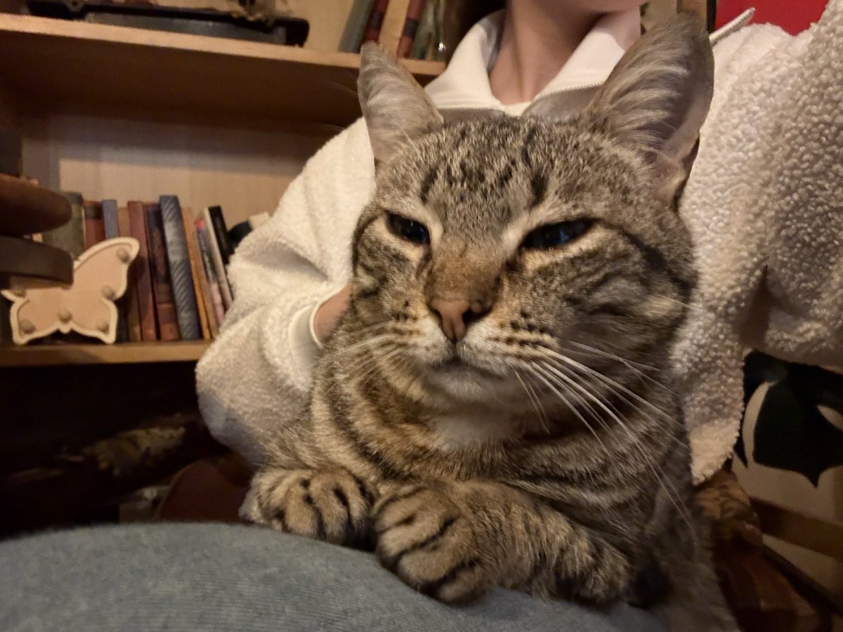 Aleksandar Petrović tweet media