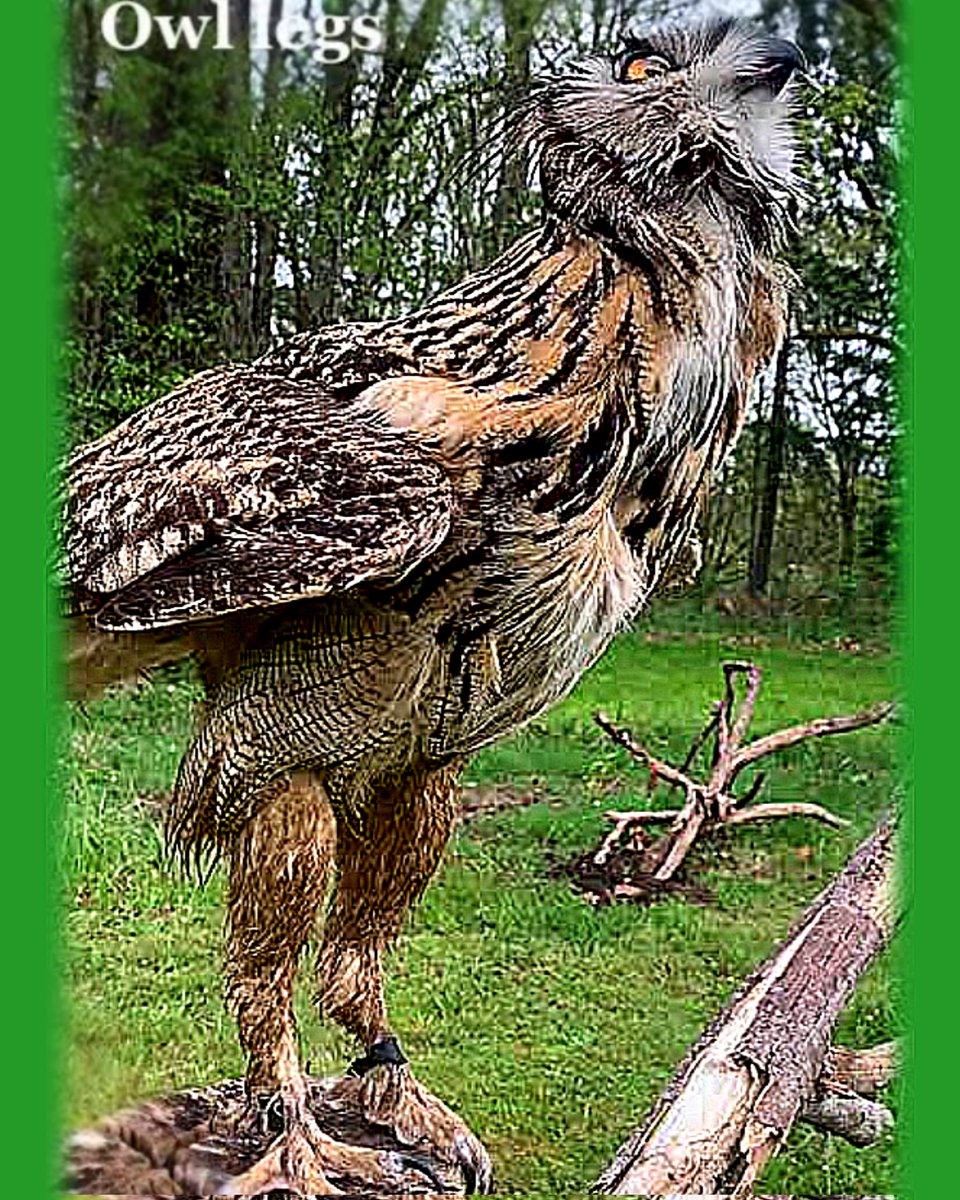 ThinkAb0utItt's tweet photo. Beneath those feathers.

(4/4)The next time you see an owl, remember — most of its power is hiding under the feathers. https://t.co/44cYi0yNss