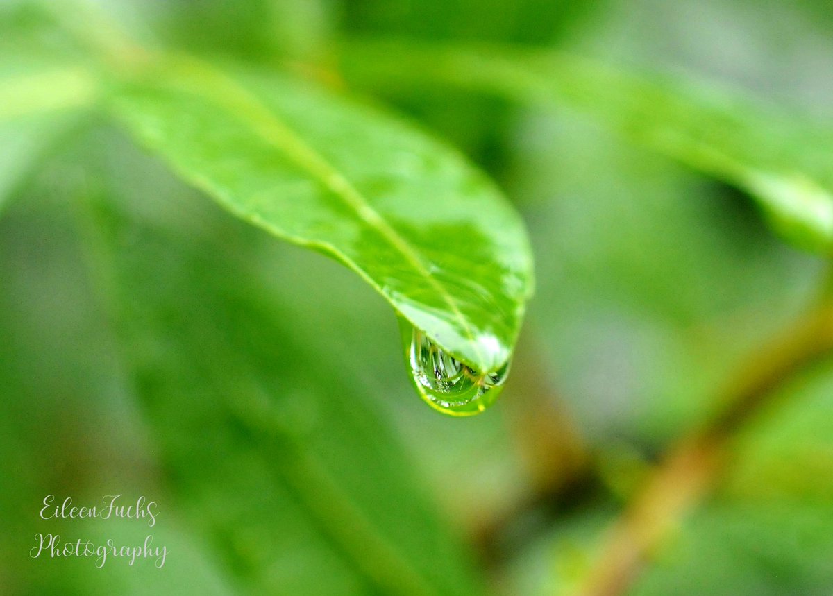 HomeSweetFL1's tweet image. Here's a #reflection photo🌿
#photography #raindrop #nature