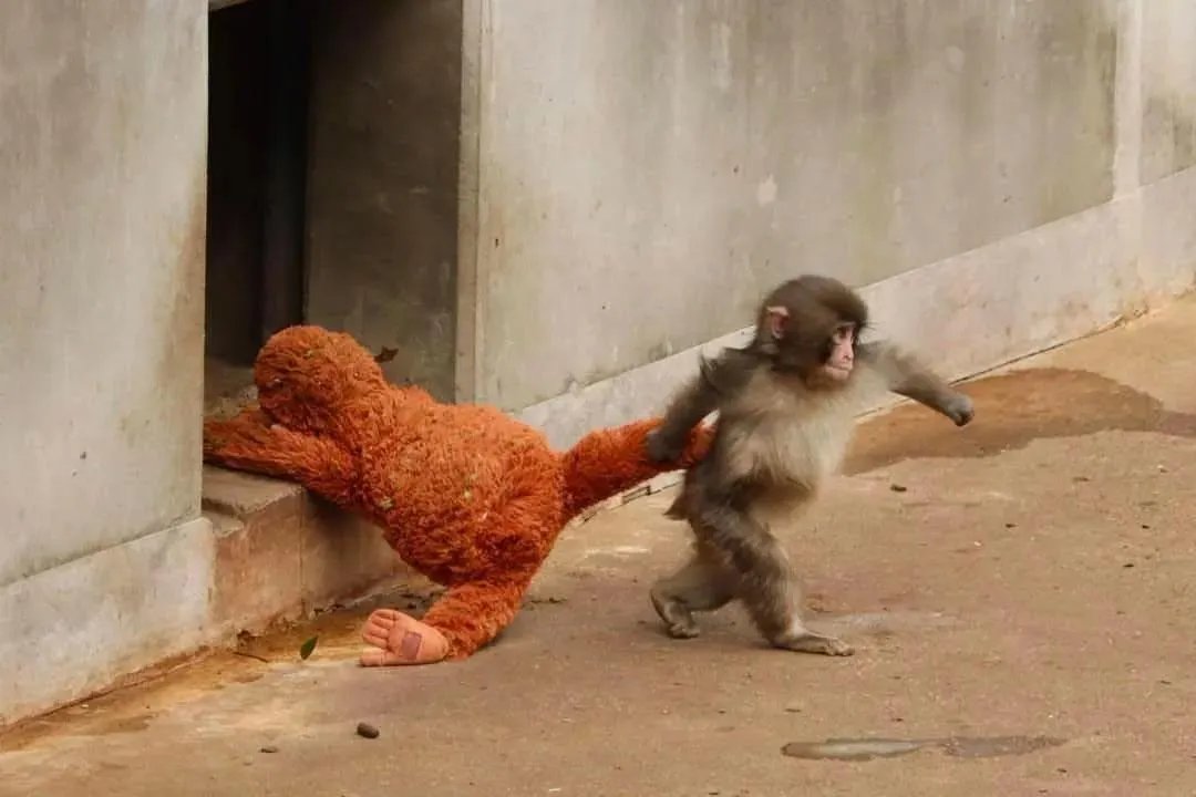 Charlie Iñon Closs (@carlosinoncloss) on Twitter photo 