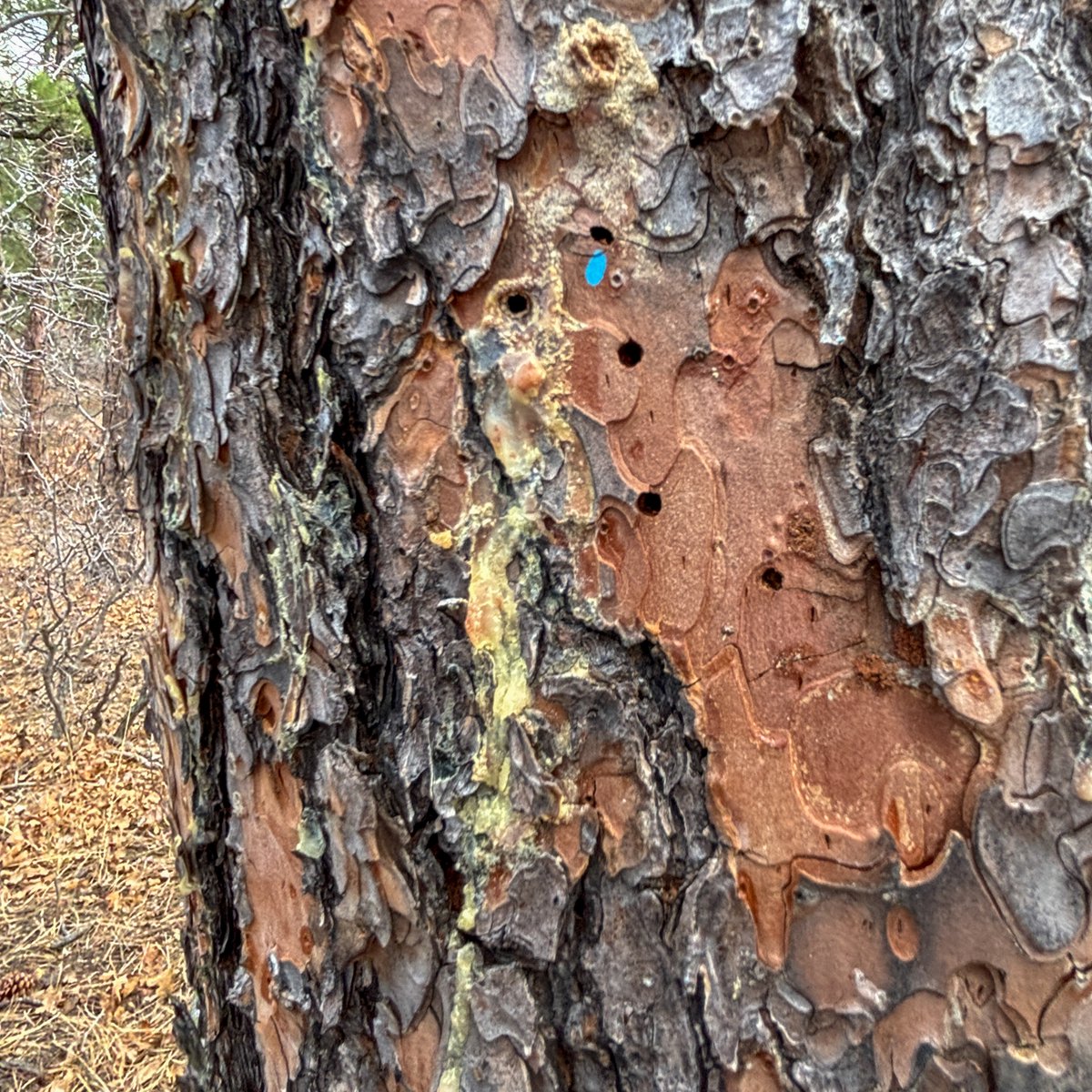 Town of Castle Rock tweet media