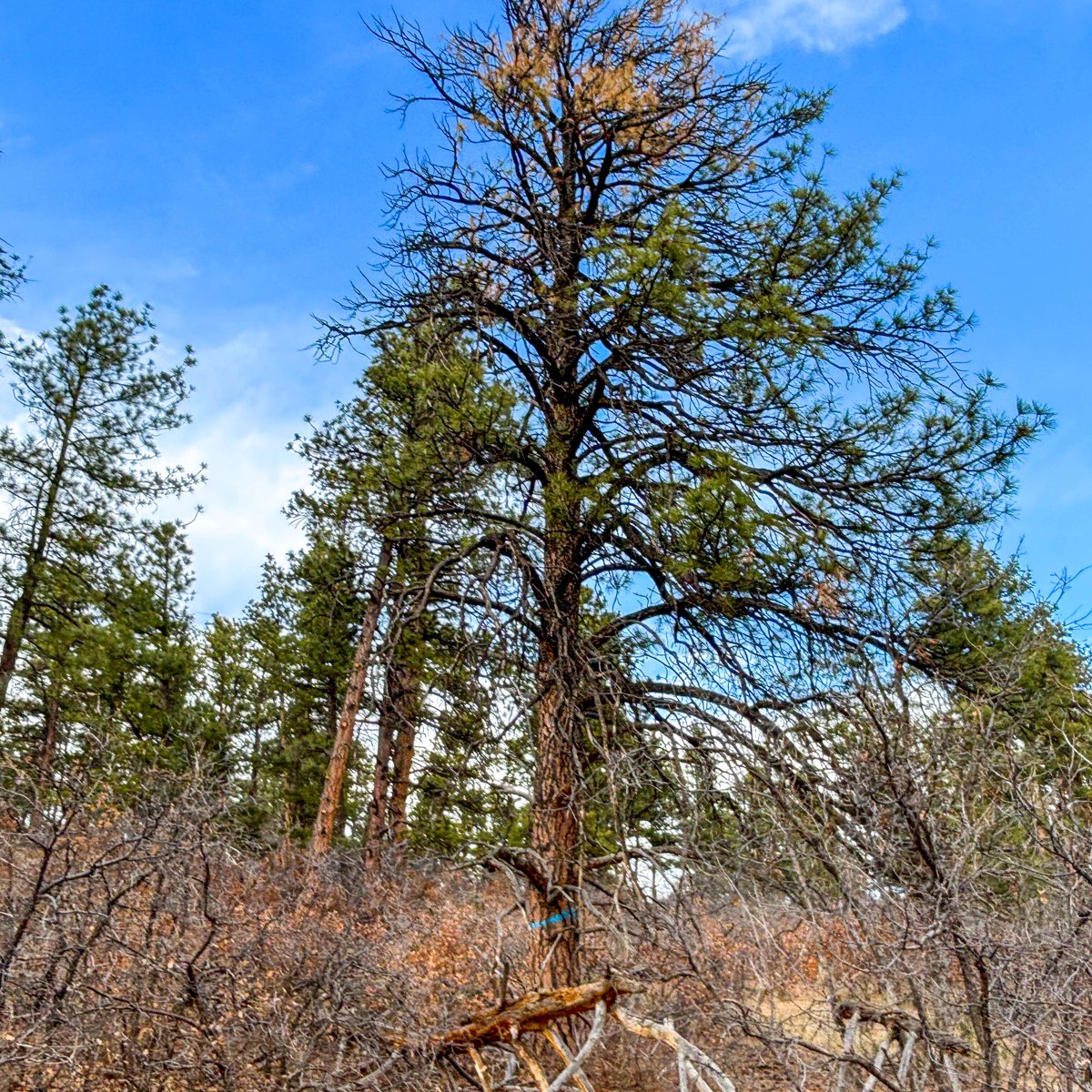 Town of Castle Rock tweet media