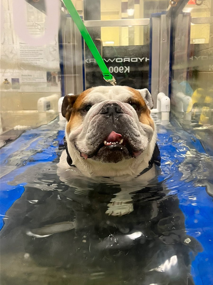 Dak - Bully XXII tweet media