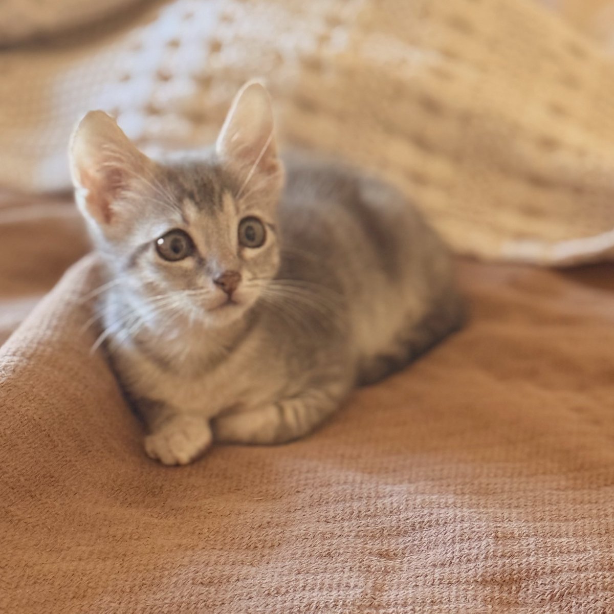 hi I’m Hank tweet media