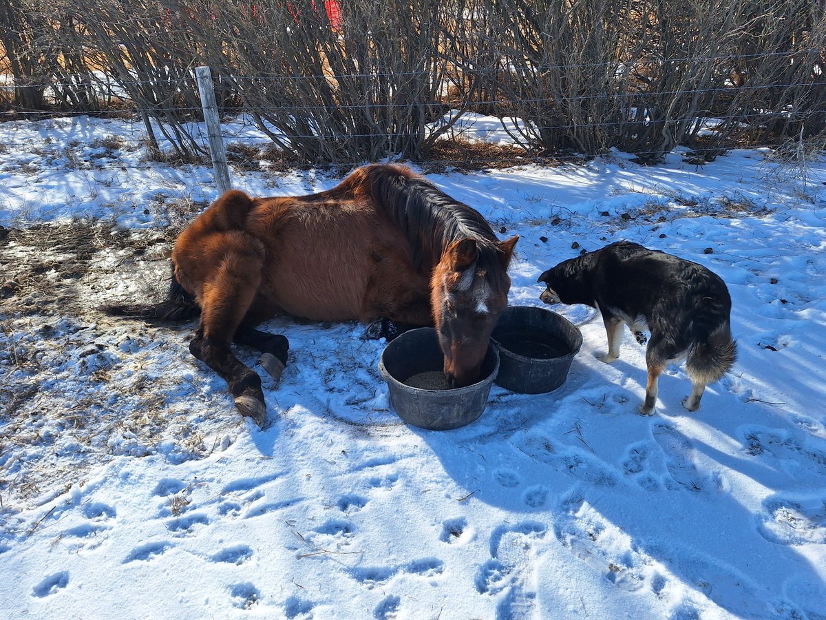 Michael Kosterman tweet media