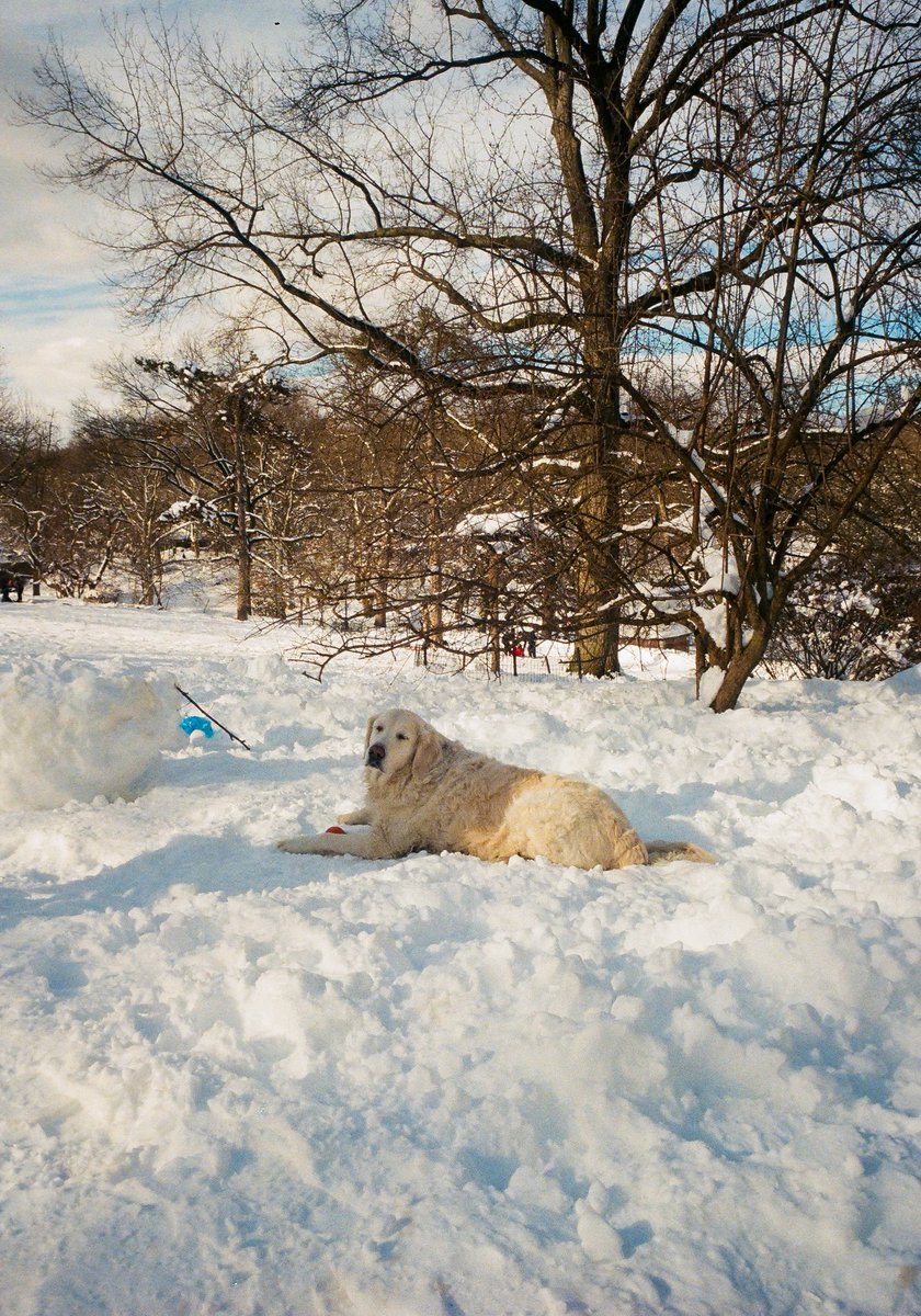 typevalid's tweet photo. A true New York City winter, on film 🎞️ https://t.co/apOow9EcQt
