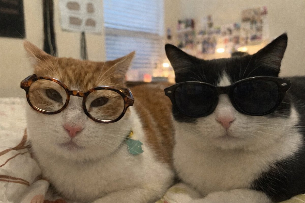 catsdotjpg's tweet photo. https://t.co/I50aI8Vchs
