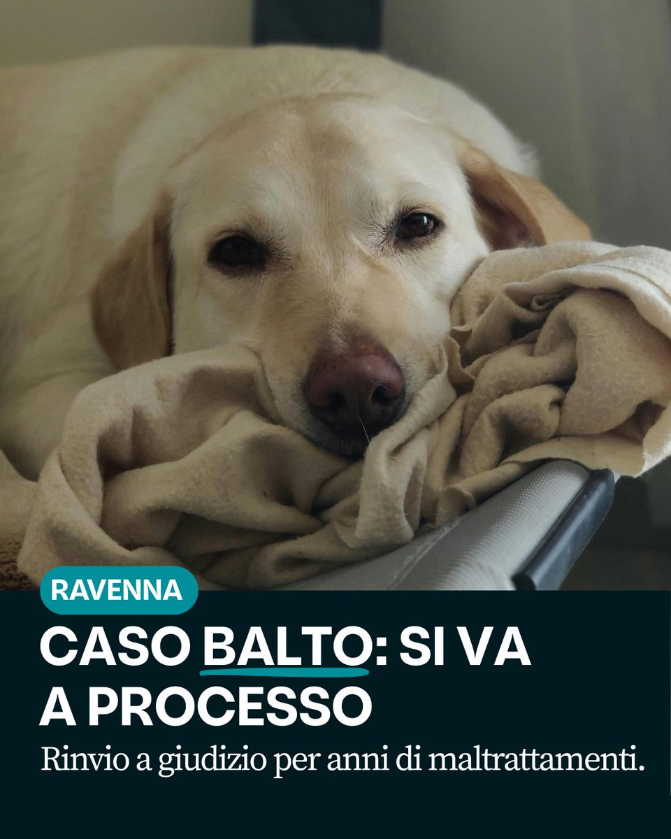Per Balto si riapre finalmente la strada della giustizia.

La Corte d’Appello di Bologna ha stabilito che si dovrà celebrare il processo per il grave
caso di maltrattamento che lo ha visto vittima, superando la precedente decisione di non
luogo a procedere. Un passaggio decisivo